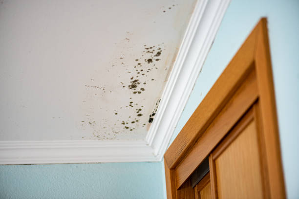 Best Basement Mold Remediation in Morris, AL