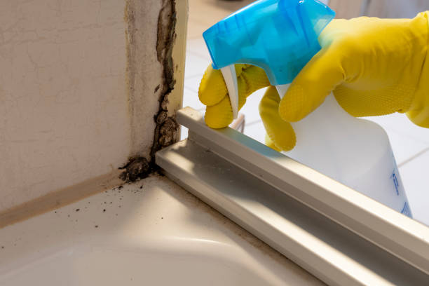 Best Health and Safety Mold Remediation in Morris, AL