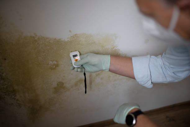 Best Residential Mold Remediation in Morris, AL
