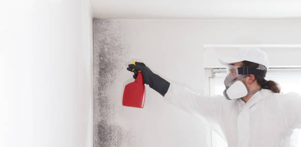 Best Attic Mold Remediation in Morris, AL